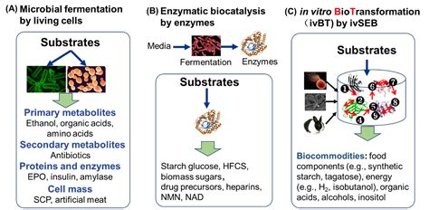 Biotransformation biology Britannica