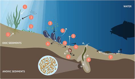 Bioturbator Definition & Meaning YourDictionary