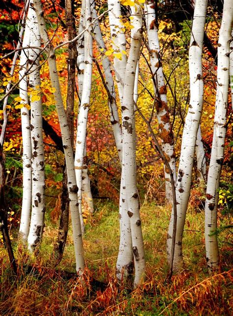 Birch Onlyfans Leak