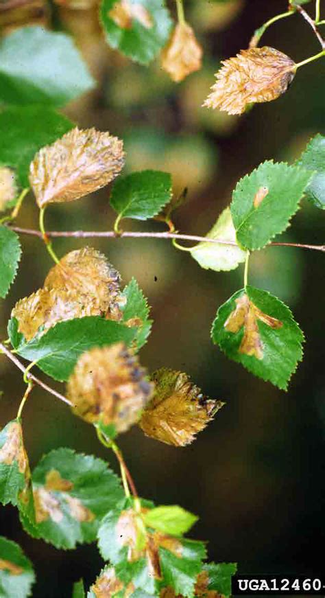 Birch Leafminer [fact sheet] Extension