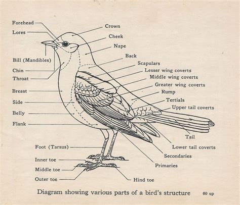 Bird - Structure, and Function Study Guide Inspirit