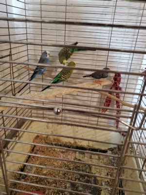 Bird Adopt Birds Locally in Alberta Kijiji Classifieds