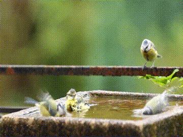 Bird Bath GIFs - Find & Share on GIPHY