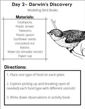 Bird Beaks Activity Teaching Resources TPT