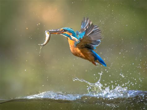 Bird Catching A Fish