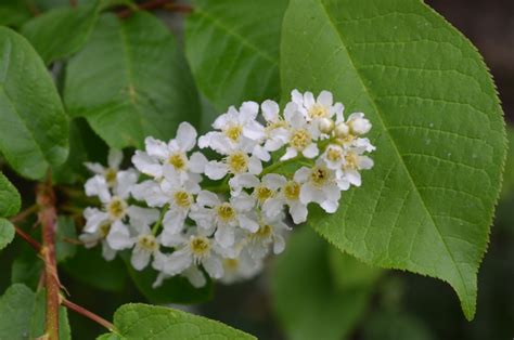 Bird Cherry NatureSpot