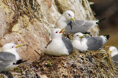 Bird Conservation Efforts at the Cliffs of Moher