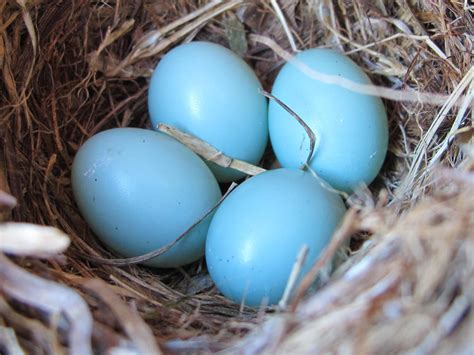 Bird Eggs That Are Blue - EggsHealthClub.com