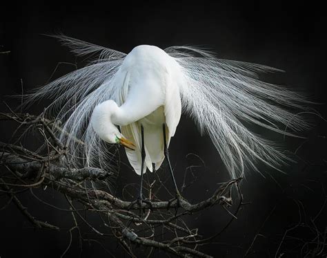 Bird Identification – Audubon Everglades