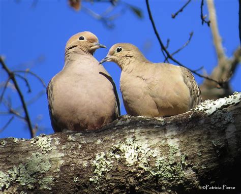 Bird Mating Behavior: Who