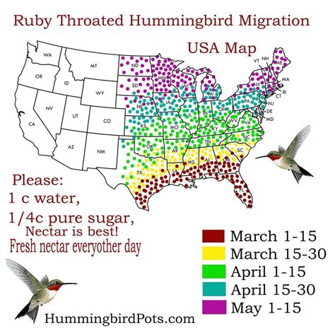 Bird Migration Routes – Do You Live Near One?