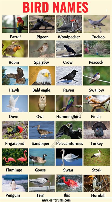 Bird Names Different Types of Birds in English with the Picture! ESL