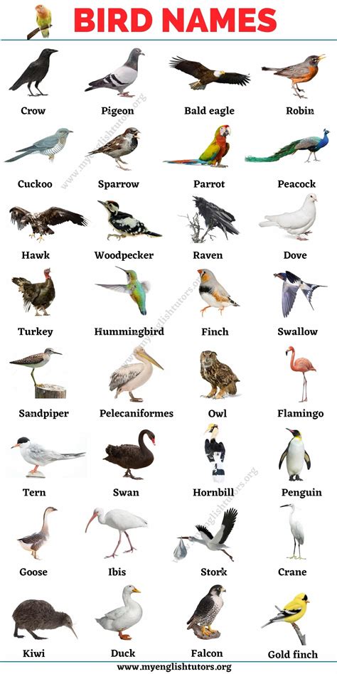 Bird Names Starting with D