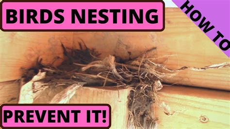 Bird Nest Removed. How to prevent nesting again! YouTube