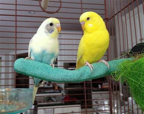 Bird Pets At Home