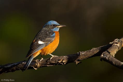 Bird Photography Workshops & Seminars - © Maxis Gamez, All …