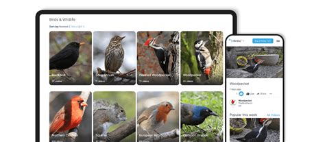 Bird Recognition App Businessware Technologies