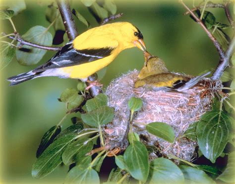 Bird Sounds: American Goldfinch - The Old Farmer