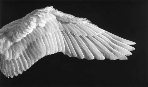 Bird Wing Art - Fine Art America