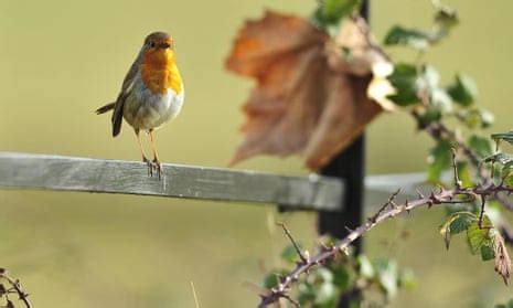 Bird and birdsong encounters improve mental health, …