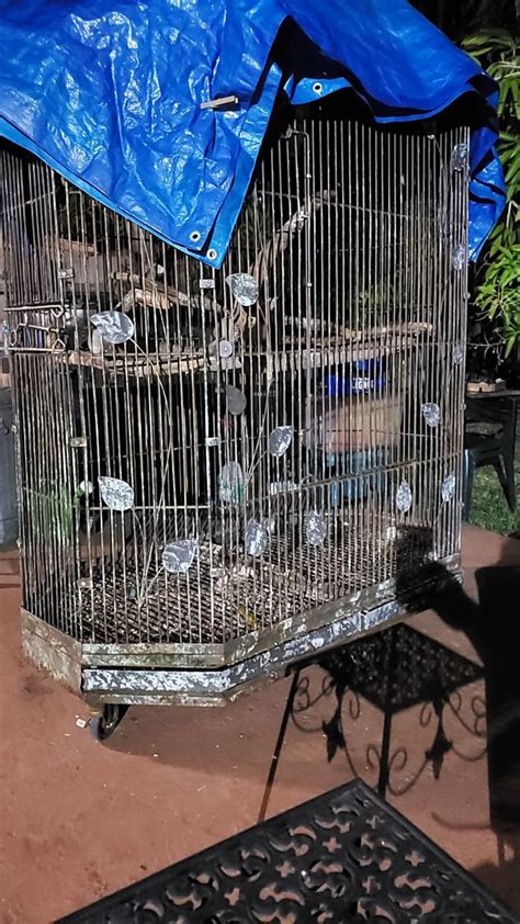 They will come with free toys and a manual on how to take care of a parrot / raise a baby parrot. Species : Baby African Grey Congo Parrot (Congo African Grey Parrot) Sex : Male / Female Age : 4-5 months Size : Small (Weaned - Can eat by themselves) Price : $650 (each) Health : 100% guaranteed View Detail.. 
