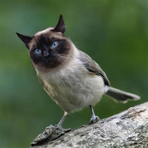 Bird cat. Things To Know About Bird cat. 