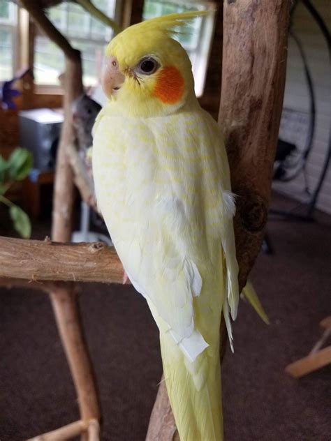 Bird cockatiel for sale. Cockatiels. £85. Cockatiels Age: 14 weeks Mixed. atiels Description Hi I have for sale some young hand tame cockateils, they are great first time pets and very sociable, they are close rung and are very strong birds, £grey colour is … 