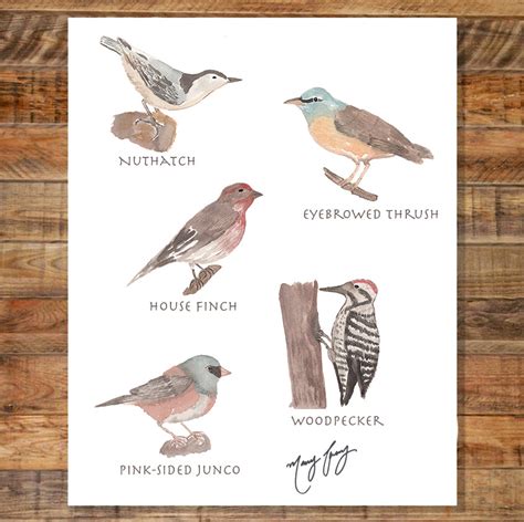 Bird collective. Bird Collective is the one stop bird shop that raises awareness about native birds and helps fund projects to conserve them. Our dynamic birdwatching store has an array of tees, patches, hats, and the best gifts for bird lovers. 