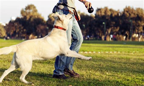 Bird dog training near me. Things To Know About Bird dog training near me. 