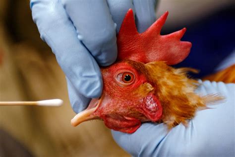 Bird flu infects Petaluma’s historic poultry region, putting small farmers in peril