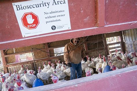 Bird flu is back: Case confirmed in Colorado backyard flock