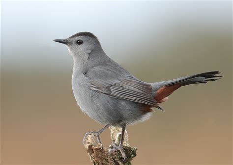 Bird grey. Things To Know About Bird grey. 