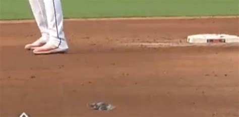 Bird hit by a line drive at the White Sox-Guardians game