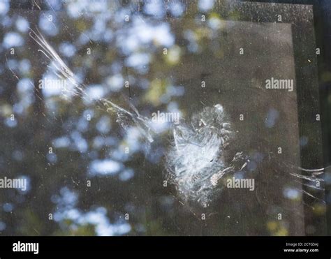 Bird imprint on glass hi-res stock photography and images - Alamy