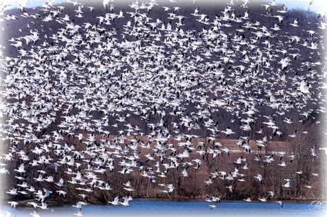 Bird migration forecasts get a boost from AI - earthsky.org