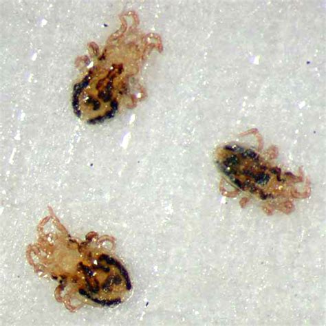 Bird mite. However, it is recommended that poultry houses experiencing bird mite infestations be treated at least twice a year. In controlling bird mites around homes, the removal of bird nests is the most important step. It is important to follow state and governmental regulations, however, since some bird species are protected and actions may be limited. 
