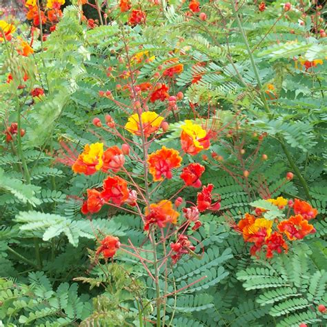 Bird of Paradise, Red AustinTexas.gov