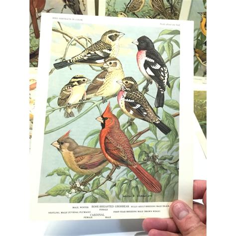 Bird portraits in color; two hundred ninety-five North American …