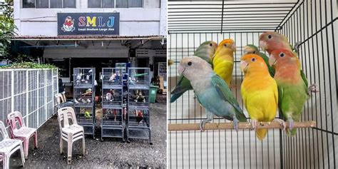 Bird shop in morc st andre, Port Louis (9328113)