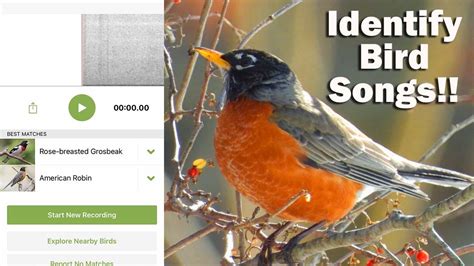 Sound ID listens to the birds around you and shows real-time sug