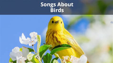 Bird songs. Things To Know About Bird songs. 