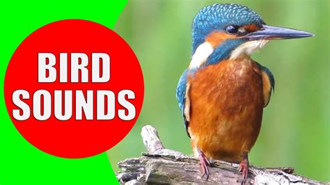 Bird sound identification. Things To Know About Bird sound identification. 
