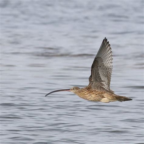 BirdLife East Gippsland KBA lakes project — Birdlife Action Network