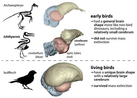 Bird_brain2. How birds evolved big brains Brain evolution traced from tyrannosaurs to modern crows Date: April 23, 2020 Source: Bruce Museum Summary: Evolutionary biologists and paleontologists have ... 