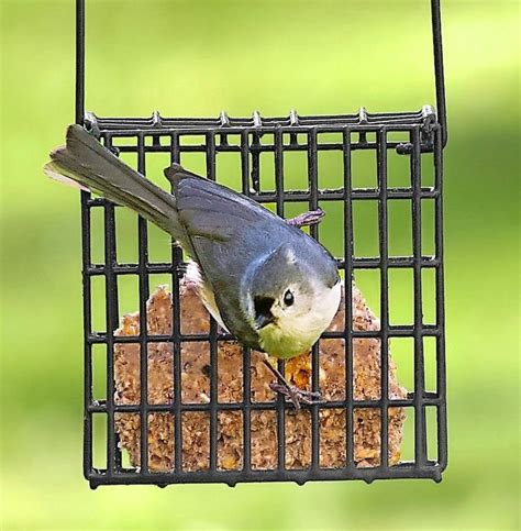 Birding Basics: Our Guide to Making Suet for Birds