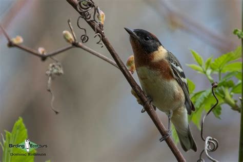 Birding Ecotours, LLC - DE, NY, and OH - Bizapedia