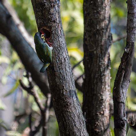 Birding Hub Facebook