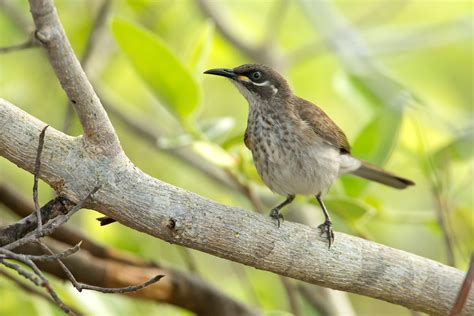 Birding Tour Australia: Northern Territory - Top …