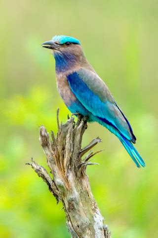 Birding in India Bird Watching Tour All India Birding