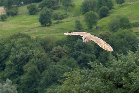 Birding in the Pyrenees » Birding In Spain Blog